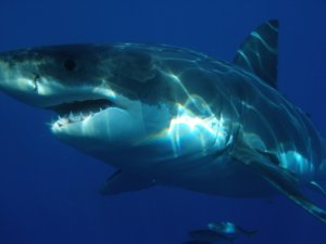 Understanding Shark Diving