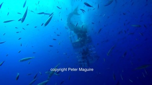 Great White Shark Stuck In Cage [Video]
