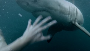 Great White Shark Surprises Diver [Videos]