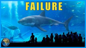 Great White Captivity Fails – What Happened To The Sharks?