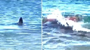 Great White Shark Eaten Whole – Explained
