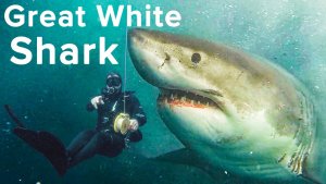 Great White Protects Diver – Awesome Video Captured