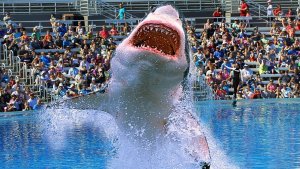 Great White Sharks – Noticeably Absent Worldwide In Aquariums. [Video]