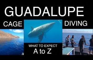 Cage Diving  Great White Sharks of Guadalupe Island
