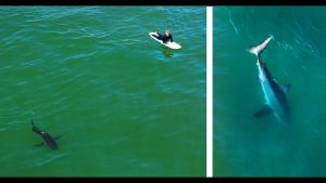 Interacting With The Great White Sharks of Southern California