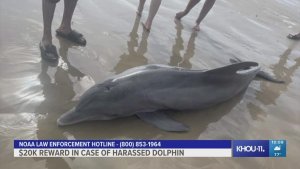 What Is Going On With Dolphins In Texas?