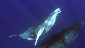 How To Dive With Whales on Tonga [Video]