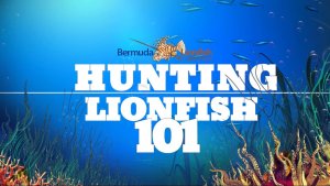 How To Hunt Lionfish [Videos]