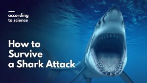 Shark Attack Survival Tips