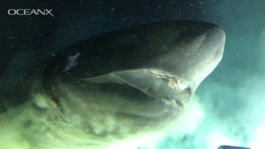 Huge Deep-Sea Shark Encountered