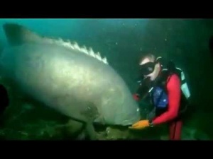 Huge Fish Bites Scuba Diver [Video]