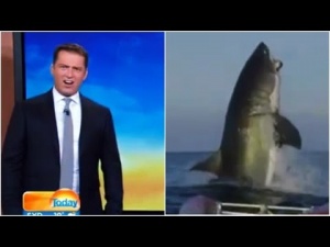 Huge Great White Shark Breach Stuns News Cast (Video)