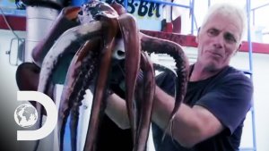 Diving With Humboldt Squid