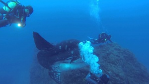 Humongous  sunfish  Dwarfs Divers [Video]