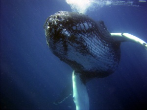Marine Animal Noises That will Shock You [Video]