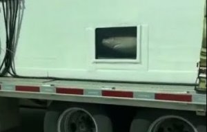 Sharks Swimming In Container on Interstate Highway