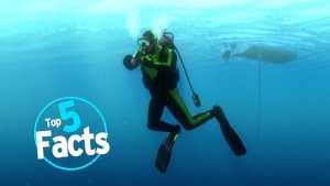 Interesting Scuba Diving Facts To Know [Video]