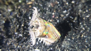 It is a Bobbit Worm 
