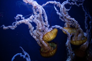 How To Treat Injuries Caused By Marine Life [Video]