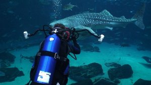 17 Aquariums Offer Great Scuba Diving Experiences In The US