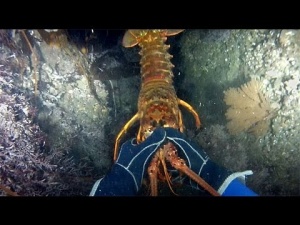 Kayak Diving For Lobster