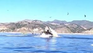 People Can End Up In A Whale’s Mouth