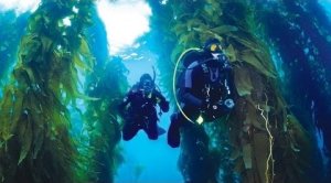Kelp Diving Tips And Where To Go
