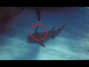 Knifed Nures Shark Saved By Scuba Diver 