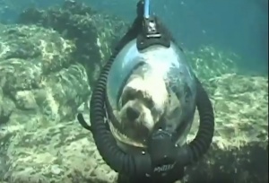 Take Your Dog Scuba Diving? (Video)