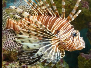 Divers and Chefs Against Lionfish [Video]