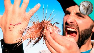 Lionfish Can Be Problematic For Divers 