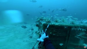 Spearfishing Chicken Coops of Lionfish