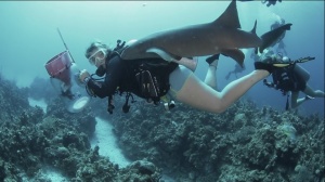 Unintended Consequences Of Lionfish Culling [Video]
