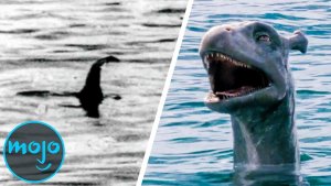 Whale’s Penis May Explain Many Sea Monster Sightings