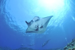 Dive Socorro Islands by Liveaboard