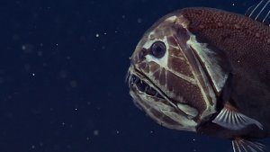 A Peek At What’s Happening On The  Deepest Sea Floor – Mariana Trench