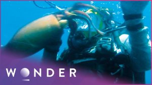 Tempting Fate With The Seas Most Dangerous Marine Life