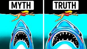 Megalodon Myths & Truths