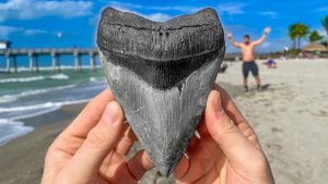 Megalodon Shark Tooth Diving For Big Money