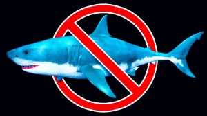 The Megalodon Was Wiped Out By An Apex Predator That Still Swims Today