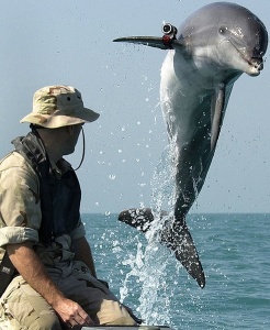 Marine Mammals In The Military