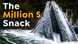 Humpback Whale Declares Hatchery a Fast-Food Joint for $13M Snacks