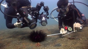 Muck Diving Techniques [Video]