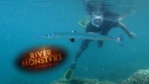 Needlefish Can Be A Dangerous killer Reef Fish
