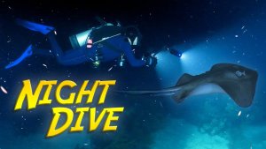 Night Diving – Reef Activity After Dark