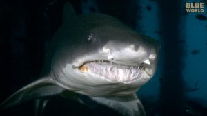 North Carolina Wreck’s Sand Tiger Sharks