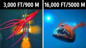 Surprising Facts About The Deep