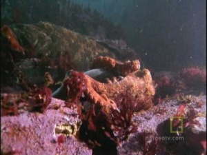 Octopi & Squid … Can Be Vicious .. Divers Beware [Video]