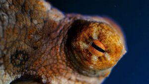 Octopuses Are Uniquely Different.