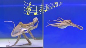 Octopuses And Music